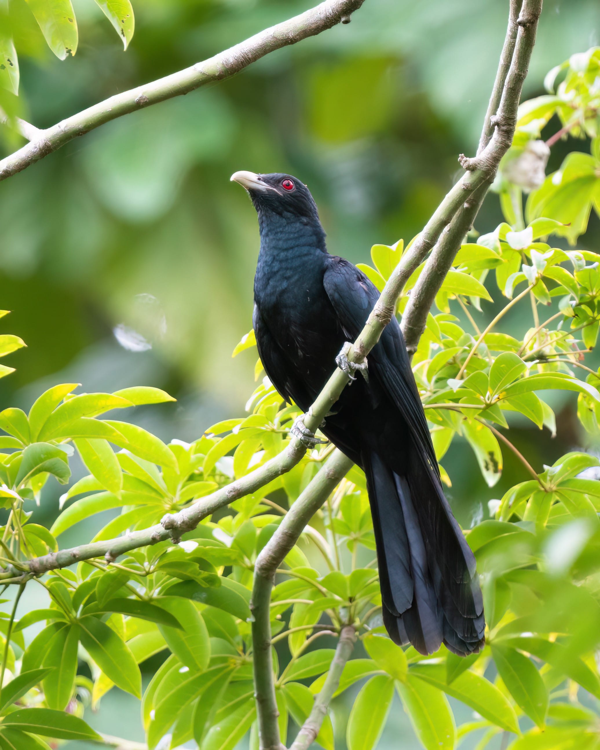 A photograph of a male Asian koel on a branch